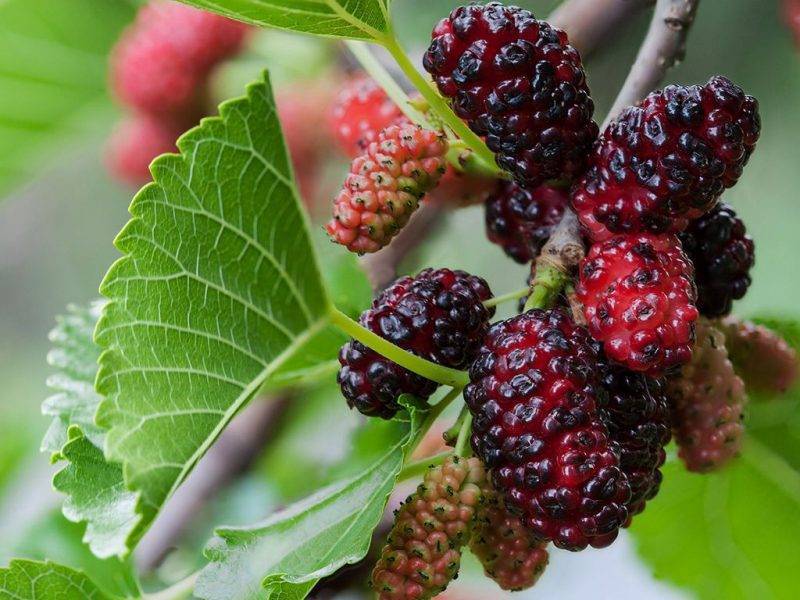 Шелковица купить саженцы из питомнике в Комсомольске-на-Амуре