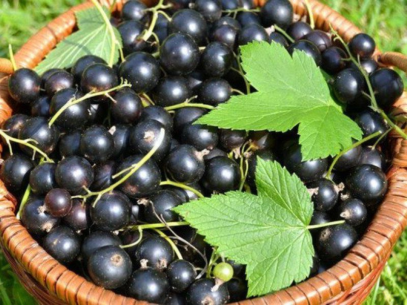 Смородина купить саженцы из питомника в Комсомольске-на-Амуре