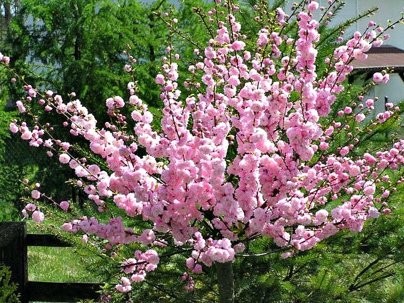 Миндаль купить саженцы из питомника в Комсомольске-на-Амуре