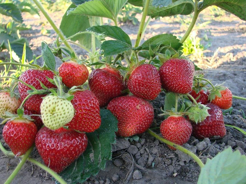 Клубника купить саженцы из питомника в Комсомольске-на-Амуре