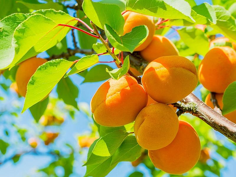 Абрикос купить саженцы из питомнике в Комсомольске-на-Амуре