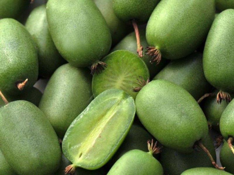 Актинидия купить саженцы из питомнике в Комсомольске-на-Амуре