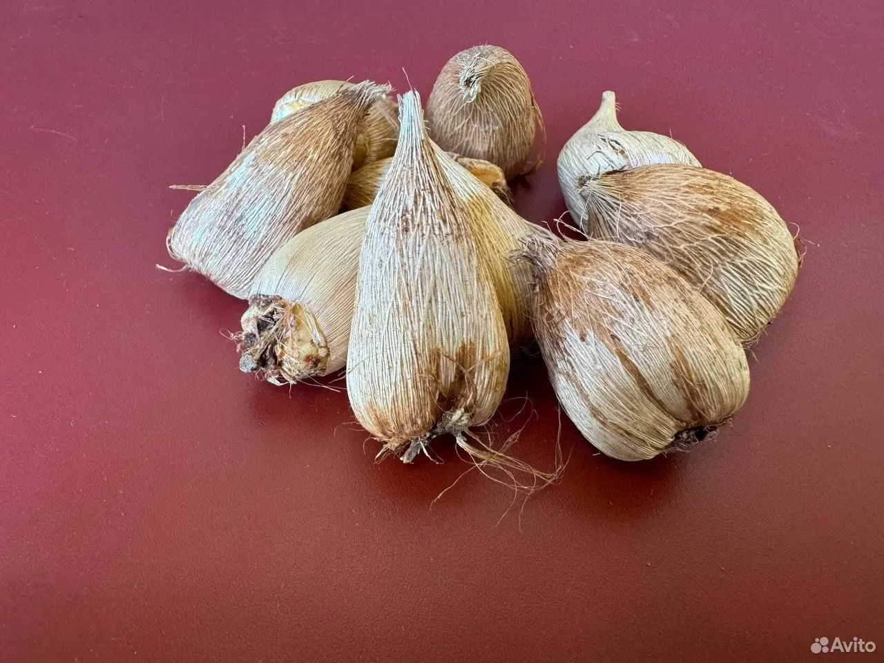 Фрезия луковицы Дабл Йеллоу 10 шт.