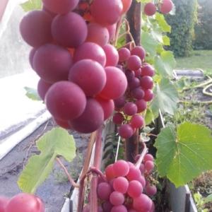 Виноград "ГУНА"